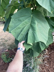 Paulownia tomentosa