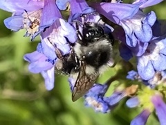 Bombus vancouverensis