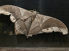 Arsenurinae