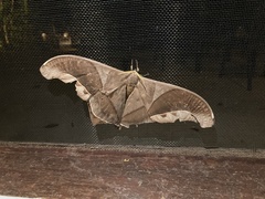 Arsenurinae