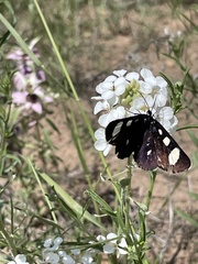 Alypiodes flavilinguis