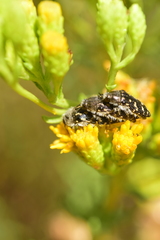 Acmaeodera bacchariphaga