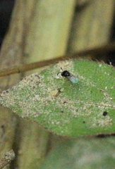 Trissolcus