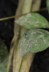 Trissolcus