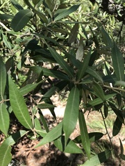 Quercus hypoleucoides