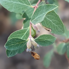 Symphoricarpos rotundifolius parishii