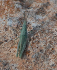 Pyrgomorpha conica