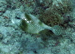 Lactophrys bicaudalis