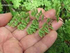 Adiantum andicola