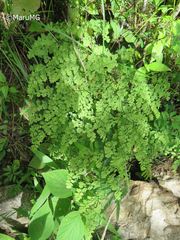 Adiantum andicola