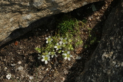 Mononeuria groenlandica