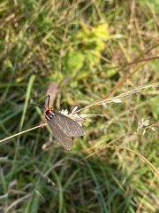 Ctenucha rubroscapus