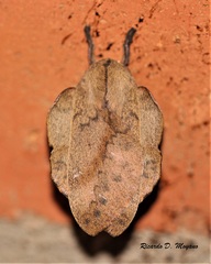 Travassosula subfumata