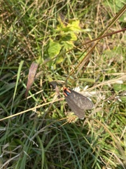Ctenucha rubroscapus