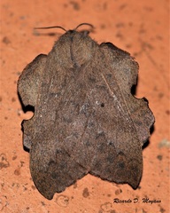 Travassosula subfumata