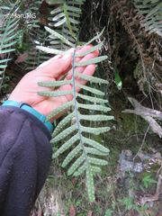 Polypodiodes