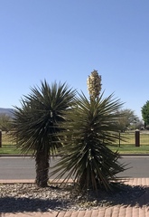 Yucca treculiana