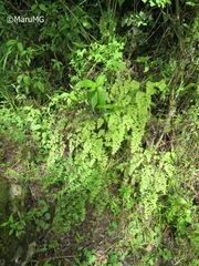 Adiantum andicola