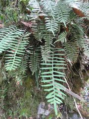 Polypodiodes