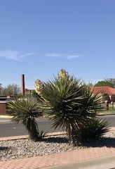 Yucca treculiana