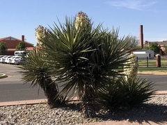 Yucca treculiana