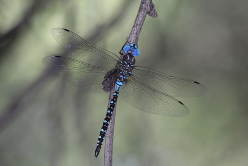 Blue-eyed Darner photo 3