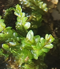 Saccogyna viticulosa