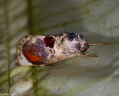 Calymera picta