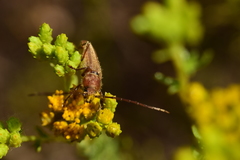 Crossidius testaceus