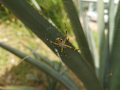 Argiope argentata