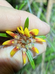 Pultenaea petiolaris