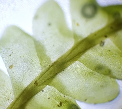 Saccogyna viticulosa