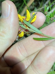 Pultenaea petiolaris