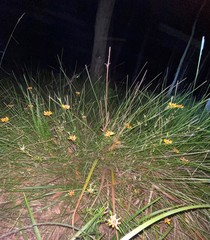 Pultenaea petiolaris