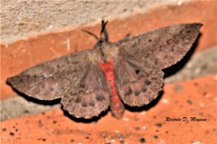 Travassosula subfumata