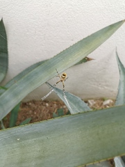 Argiope argentata