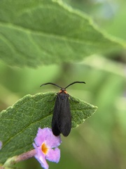 Acoloithus falsarius