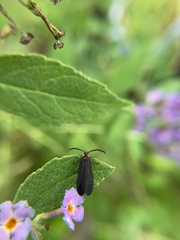 Acoloithus falsarius