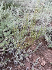 Dontostemon micranthus