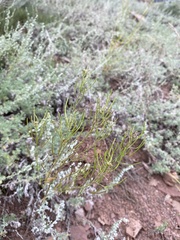 Dontostemon micranthus