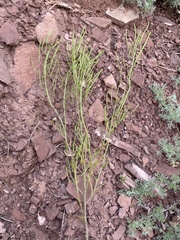 Dontostemon micranthus