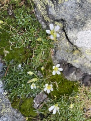 Mononeuria groenlandica