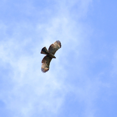Nisaetus nipalensis
