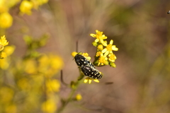 Acmaeodera bacchariphaga