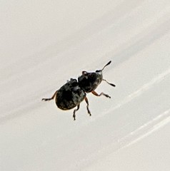 Trigonorhinus rotundatus