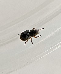 Trigonorhinus rotundatus