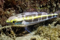 Pentapodus paradiseus