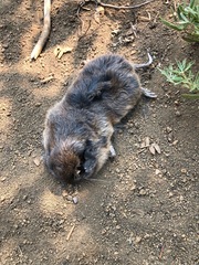 Thomomys mazama