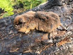 Thomomys mazama