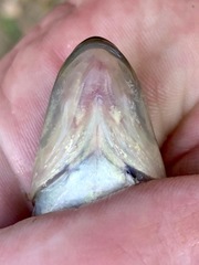 Nocomis leptocephalus